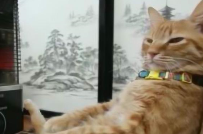 橘猫抱着小主人睡觉,看到橘猫的动作后男主人急了:快放开孩子! 橘猫抱着小主人睡觉,看到橘猫的动作后男主人急了:快放开孩子!