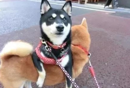 东京网红柴犬解锁出门散步新姿势,只是这也太费同伴了吧 东京网红柴犬解锁出门散步新姿势,只是这也太费同伴了吧