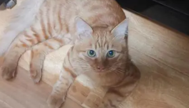 吸猫成瘾，养猫“致贫”？年轻人催热“猫咪经济”