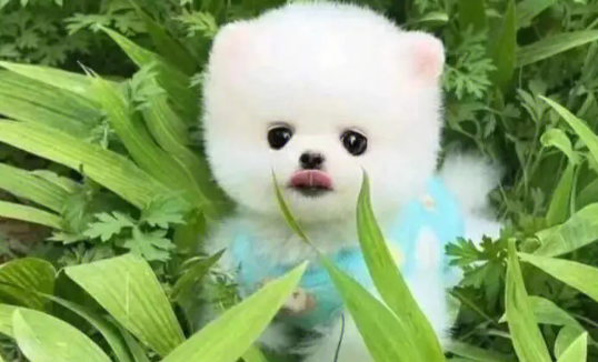 俊介是什么品种的狗?带你了解俊介是什么品种 俊介是什么品种的狗?带你了解俊介是什么品种