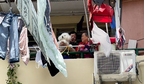 一只比熊犬在上海独自隔离的19天