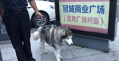 45公斤重“哈士奇”撞倒电动车致人重伤 遛狗不牵绳一晚引发两起交通事故