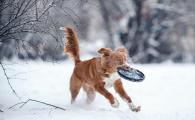 「科学养护」新斯科舍猎鸭寻猎犬怎么养:幼犬饲养技巧