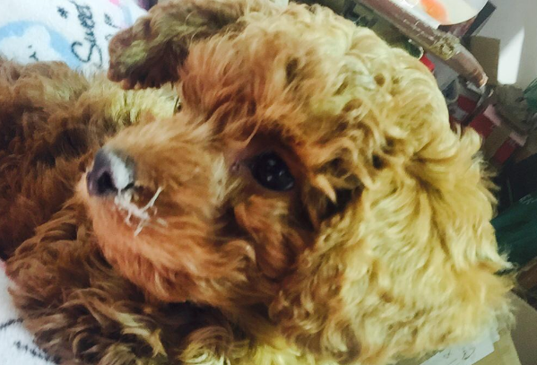 犬瘟和犬瘟热的区别