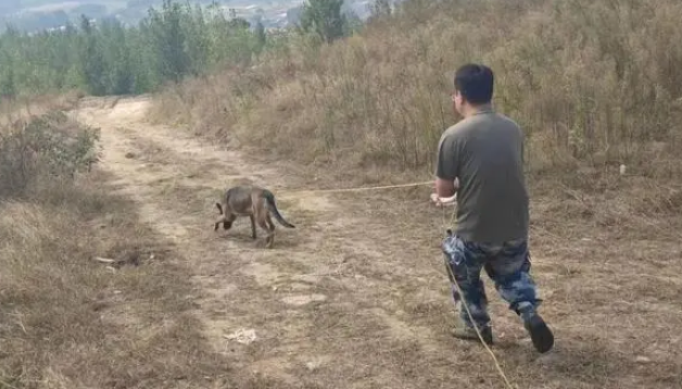 厉害！这只警犬找回了一群小香猪