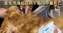 深圳一宠物狗洗澡后，疑因烘干不当死亡？宠物医院回应