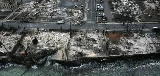 夏威夷大火伤亡惨重,被救出的两只猫咪引热议 夏威夷大火伤亡惨重,被救出的两只猫咪引热议