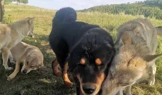 藏獒混入狼群成狼王，每天却护住第一口肉孝敬老狼王