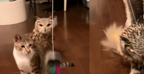 猫头鹰盯着逗猫棒玩耍，表情和猫一模一样，你还说你们不是亲戚？