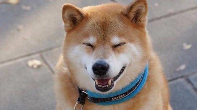 柴犬与秋田犬的区别 柴犬与秋田犬的区别