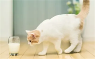 猫为什么会喝牛奶