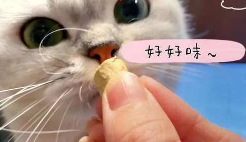 百利猫粮有哪些系列?一文解析! 百利猫粮有哪些系列?一文解析!