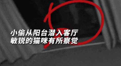 猫咪半夜发现小偷进屋,疯狂提醒主人,护主立大功! 猫咪半夜发现小偷进屋,疯狂提醒主人,护主立大功!
