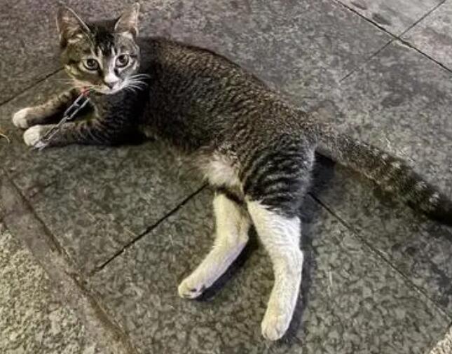 雀猫和阿比西尼亚猫有什么区别?来了解一下-宠物网