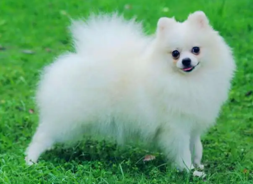 老一辈说的怀孕狗胎是什么