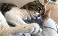 猫为什么关在家里啊