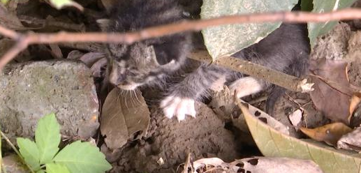 流浪猫又惹祸！居民被跳蚤咬出“山药腿”，几十个包红肿、化脓！