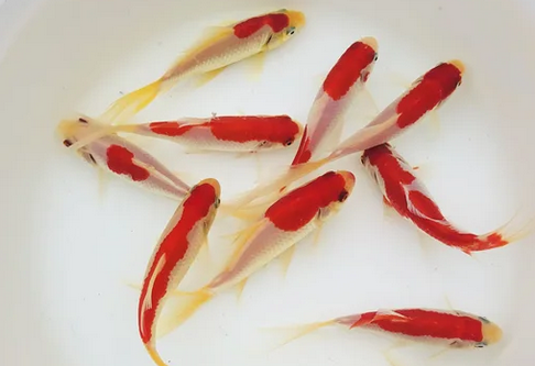 红白草金鱼吃什么 不要喂劣质金鱼饲料 红白草金鱼吃什么 不要喂劣质金鱼饲料