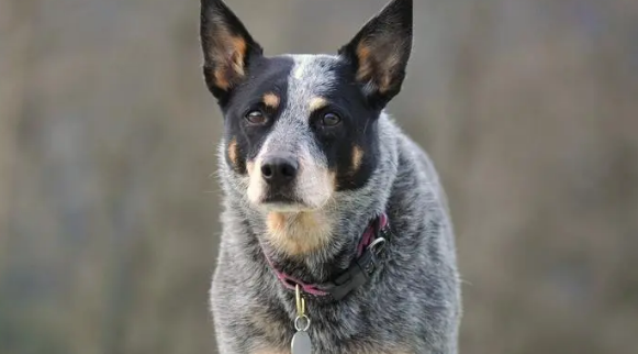 澳洲牧牛犬好养吗