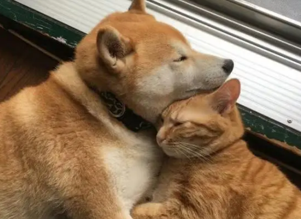 柴犬的“宠妻”日常：柴犬和橘猫相依相偎、甜蜜互动太齁人！
