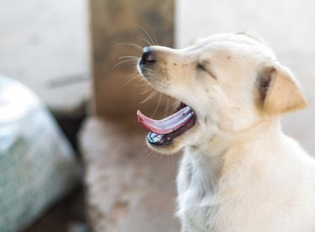 离婚分割财产，男主人只要走了爱犬，钱可以再赚狗狗却无价！