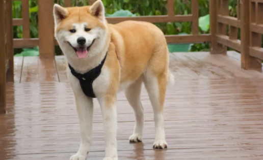 秋田犬图片及价格
