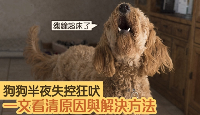 为什么狗子对着空气狂吠？科学家：狗真能看到人类看不到的东西