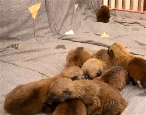8头马里努阿犬！没满月，奶萌奶萌的，犬妈妈却受伤了！