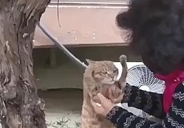 阿姨在车边发现一只猫,看到猫咪的前爪心疼了,于心不忍带回家 阿姨在车边发现一只猫,看到猫咪的前爪心疼了,于心不忍带回家
