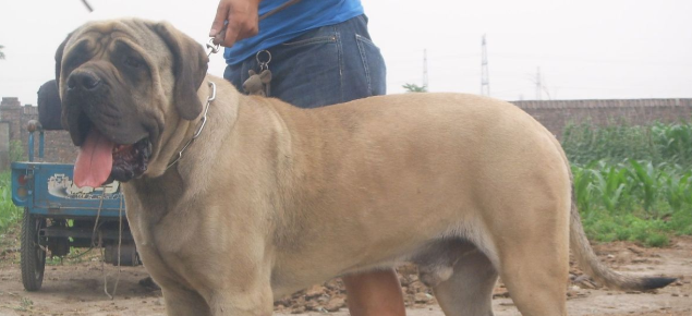斗牛马士提夫犬的养护常识？注意日常卫生