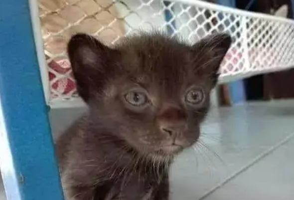 网友买小奶猫，痛骂卖猫的是骗子，说好的小奶猫，可这要怎么解释