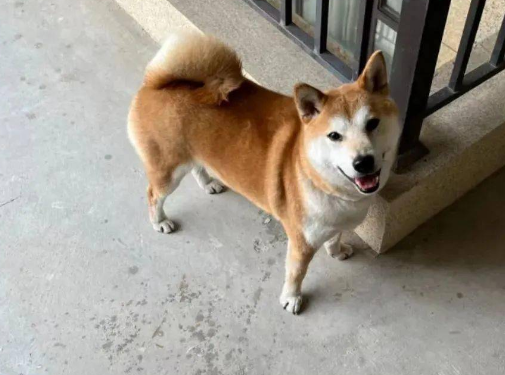邻居家柴犬每天都来找自己玩,还自带玩具,被小狗喜欢也太幸福了! 邻居家柴犬每天都来找自己玩,还自带玩具,被小狗喜欢也太幸福了!