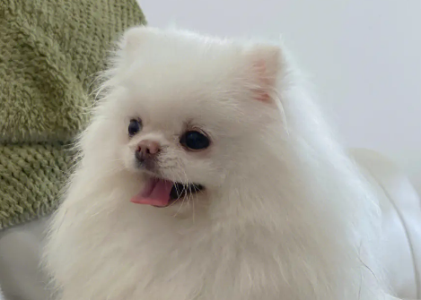 一名贵宠物犬无辜殒命 是谁伸出了投毒黑手