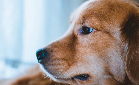 养犬人群日渐增多 多方协力探索规范养狗的正确姿势 养犬人群日渐增多 多方协力探索规范养狗的正确姿势