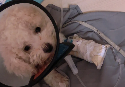 犬瘟对人有传染吗 犬瘟对人有传染吗