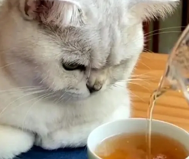 连翘茶多少钱一斤 连翘茶多少钱一斤