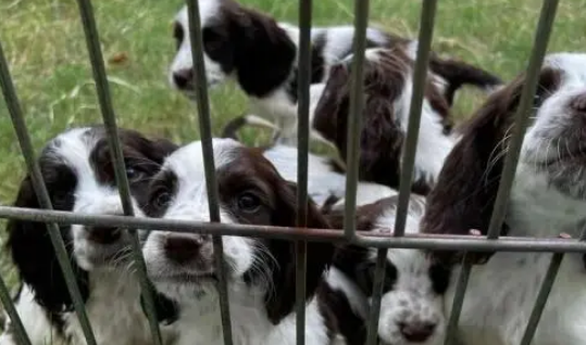 警犬冷知识：缉毒犬养成手册