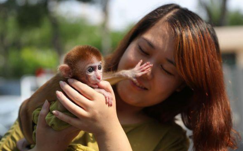小猴子被主人弃养的视频