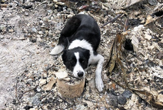 云南网红警犬再立功，5小时找到5斤冰毒，狗的鼻子为何这么灵？