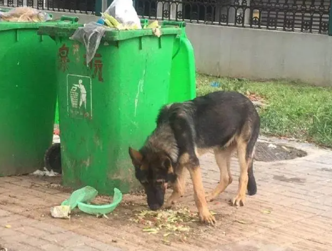 同一条警犬一年两次“被盗” 是“管不住狗”还是钓鱼执法? 同一条警犬一年两次“被盗” 是“管不住狗”还是钓鱼执法?