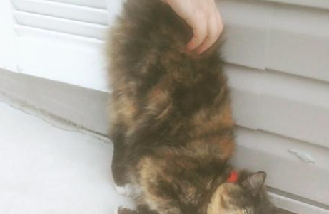 猫咪被关在门外，苦苦等待，老板娘贴公告：就是个骗子