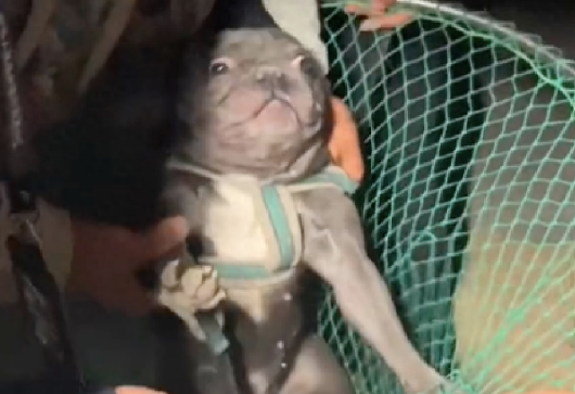 男子遛狗被围堵,只因斗牛犬属于禁养犬,只能送到乡下 男子遛狗被围堵,只因斗牛犬属于禁养犬,只能送到乡下