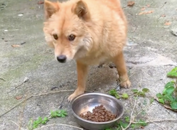 忠犬守在车棚等主人，被抓狗队追打，为了孩子它选择再次信任人类