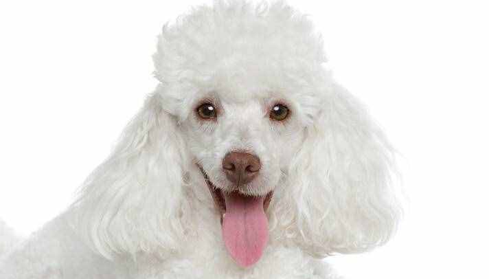 贵宾犬的优点和缺点