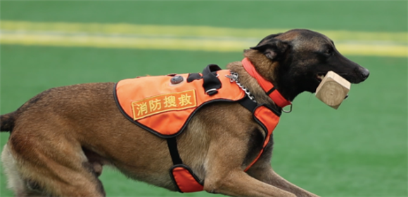 超能汪汪队!消防搜救“犬”力出击 超能汪汪队!消防搜救“犬”力出击