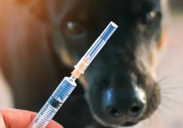 打完狂犬疫苗多久可以洗澡