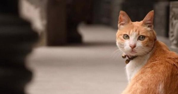 橘猫每日跑到寺庙，本以为它是诚心拜佛，结果却在房顶睡大觉！