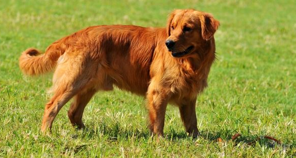 金毛猎犬是大型犬吗 金毛猎犬是大型犬吗