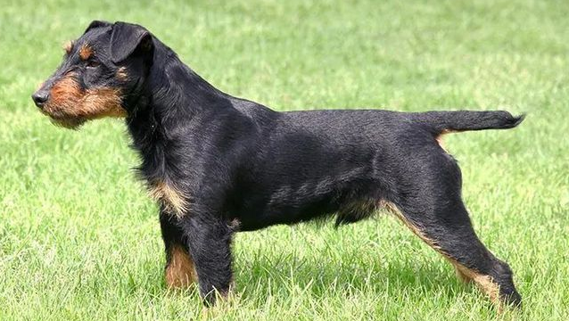 猎梗犬智商排名 猎梗犬智商排名