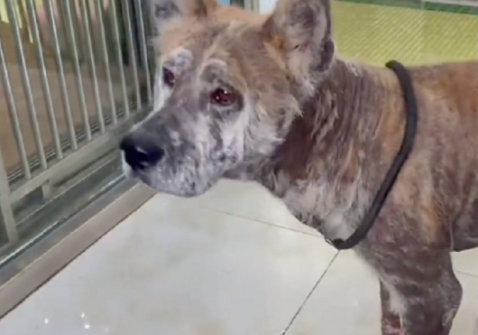 曾经面目全非,却不舍离开的秋田犬,获救后,如今的它已完全大变样 曾经面目全非,却不舍离开的秋田犬,获救后,如今的它已完全大变样